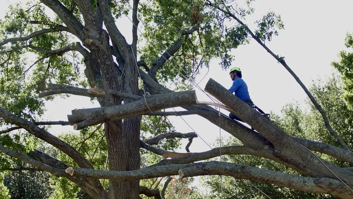Professional Crown Thinning performed by certified arborists in Jachin